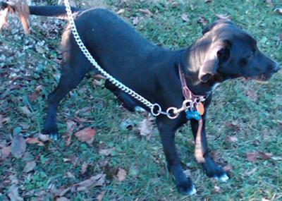 This is Rosie today! This is Rosie today!