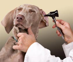 dog ear exam