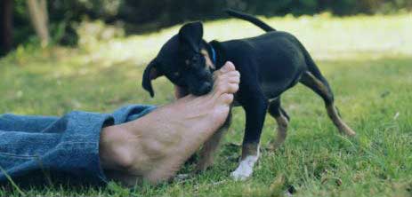 foot chew