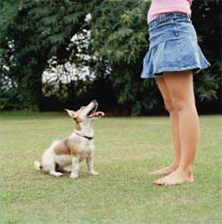 dog training