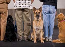 dog training class