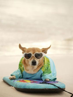 surfer  dog