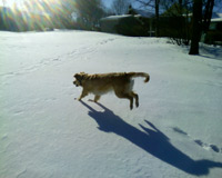 winter dog fun