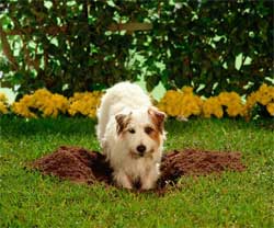 dog digging lawn