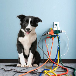 dangers to dogs