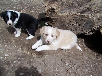 Cobain and littermate. 6 weeks.