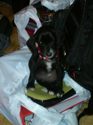 Rosie when she first came home.