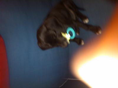 Rosie got her name because she is nosey!